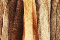 fur-coats-22350195